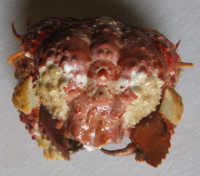 Calappa gallus  (Herbst, 1803)